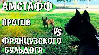 Амстафф против Французского бульдога