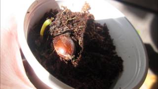 Growing lychee from seed