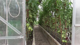 ПОДКОРМКА ВЗРОСЛЫХ ТОМАТОВ "БОРОФОСКОЙ". 