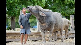 เจ้าทองกำนันโป๊ด​ สุดยอดพ่อพันธุ์​ควายอุทัยธานี 087-845-3465 กำนันโป๊ด