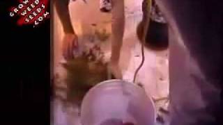 best place where to grow marijuana how long does it take for weed plants to bud make pipes