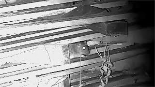 Ratting with the Photon RT and HW110
