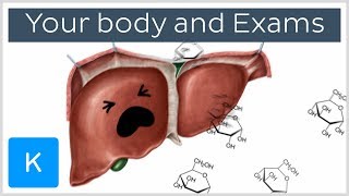 What happens to your body before an exam | Kenhub