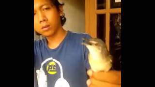 OM TELOLET, PANJANG CIGUN EDAN