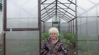 ОБРАБОТКА ТОМАТОВ СЫВОРОТКОЙ. 