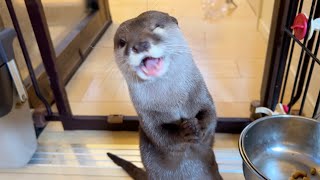 カワウソはどれが好き？ビーフorフィッシュorチキン？ What do otters prefer? Beef or Fish or Chicken?