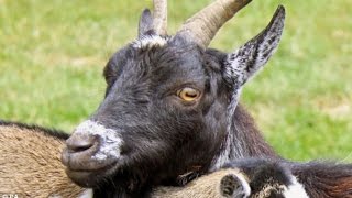 ЗАДИРИСТЫЙ КОЗЕЛ нападает на яка. Ну козёл даёт !!! СМЕШНЫЕ ЖИВОТНЫЕ ПРИКОЛЫ