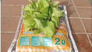プロが教える常識をくつがえす栽培方法で家庭菜園を作ろう！