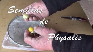 semillas de physalis I I