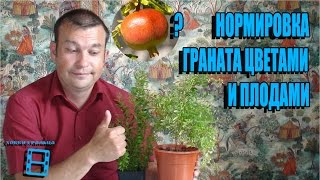 НОРМИРОВКА КОМНАТНОГО ГРАНАТА ЦВЕТАМИ И ПЛОДАМИ. ЭКЗОТИКА НА ПОДОКОННИКЕ