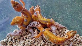 Солнечные лучики! Как сделать групповое фото сразу 8и гекконов? Никак!