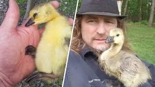 Goose is convinced this man's her mommy