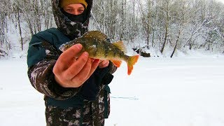 ХОРОШИЙ ОКУШАРА!!! Зимняя Рыбалка на Волге, Глухозимье. База "ЕРШИХА" 16.02.2018.