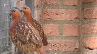 mountain bamboo partridge