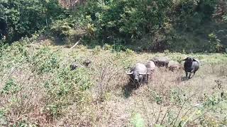 Đụng độ Con trâu ngáo trong đàn trâu rừng dữ to ƯNY ferocious buffalo