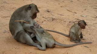 Poor baby monkey sweetpea cry loud loud cos lost his mom