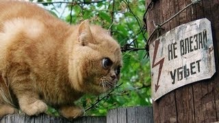 Кот и ток. Ответ