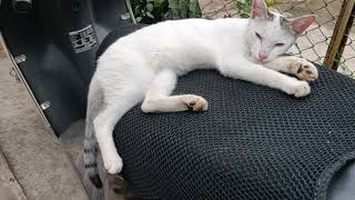 Cute billi//Pretty cat LUCY  cat/billi // OnePlus 6 camera