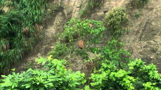 "The Oriental Honey Buzzards of Ninety-nine Peaks" Official trailer (Taiwan)