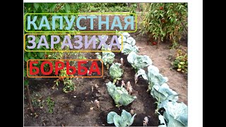 Капустная заразиха, ПРОДОЛЖАЕМ БОРЬБУ