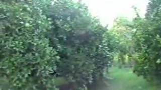 Kesmeburun köyü tanıtım proğramı BÖLÜM  2