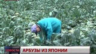 Новости.Арбузы из Японии
