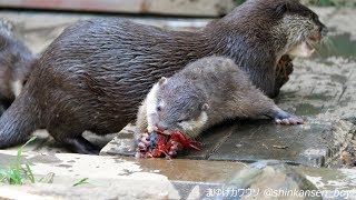 智光山公園こども動物園 ちびウソ 2018/7/14