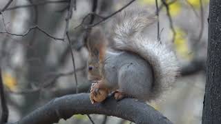 Белка и орех. Зарисовка / Squirrel and nut. Sketch