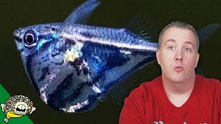 Aquarium Fish Unboxing 2018