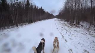Охота #120 загонная на номере и с собаками