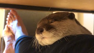 カワウソさくら 椅子に座ってる飼い主足で無理矢理寝ようとする Forcibly sleep on the owner sitting in a chair