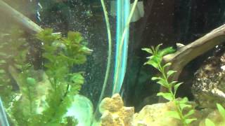 My 150 gallon fresh/brackish water fish tank