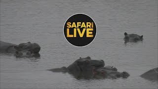 safariLIVE - Sunrise Safari - July 9, 2018