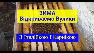 Пчёлы Зимой Як там зимівля? Відкриваю вулики. Італійка і Карніка #Матковод_АМГ