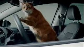ПОТРАЧЕНО - Самые тупые коты на планете