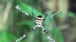 (HD)コガネグモ-Argiope amoena