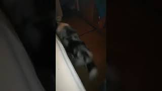 Panikattacken mit Absencen nachts