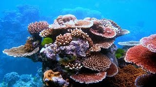 Migdalor Beach Red Sea Eilat Коралловый риф