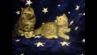 Рисунчатые скоттиш страйты