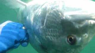 جزارين ال50 سبيطي باليوم جزء 1 Butchers for 50 silvery seabrem per day