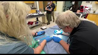 What Do Zoo Vet's Do? - Cincinnati Zoo