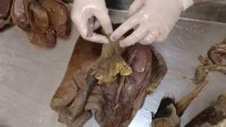 Anatomia Veterinária - Sist. Reprodutor Masculino Pt II