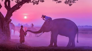 Deep Zen Healing Sounds | 432Hz Healing Tones | Mindfulness Meditation | Stress Relief Healing Music