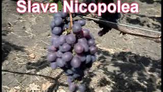 Struguri de masa si butasi, /Саженцы винограда / table grapes