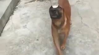 Dog balance water on nose point.  ABC SONG