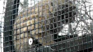 Spb Zoo - Pallas Cat (Manul)