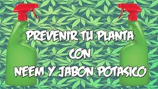 PREVENIR PLAGAS CON NEEM Y JABÓN POTÁSICO PARA LA MARIHUANA