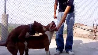 american pit bull aparemiento...