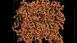 Cardiolipin Bilayer Molecular Dynamics