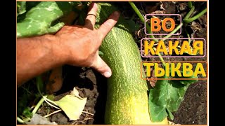 А ТЫКВЫ тоже растут и радуют